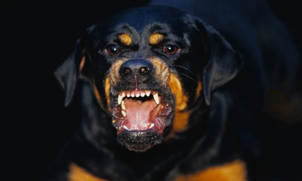 Αγρίνιο: Άγρια επίθεση ροτβάιλερ σε 4χρονο κοριτσάκι!
